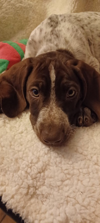 German Shorthaired Pointers for sale