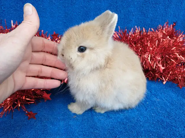 EXTRAORDINARY Baby Netherland dwarf & lionhead rabbits in Small Animals for Rehoming in Ottawa - Image 11