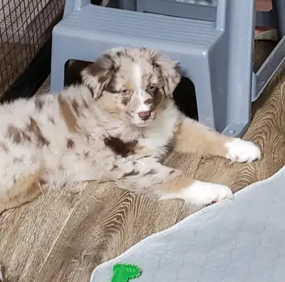 Handsome Red Merle Australian Shepherd Puppy * 1st/2nd Shots *, View more