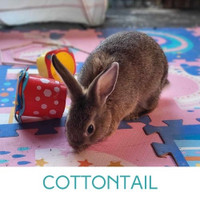 COTTONTAIL - Juvenile Fixed Male