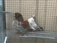Chines Owl Pigeons