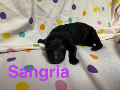 Mudi Puppies, View more