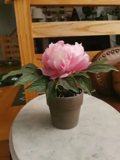 Artificial Peony Plant, $10, Perfect plant if you travel a lot Paul Anka Dr