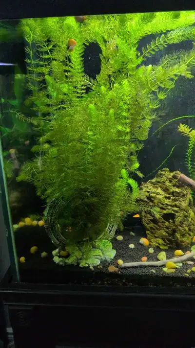 Aquarium plants for sale, View more