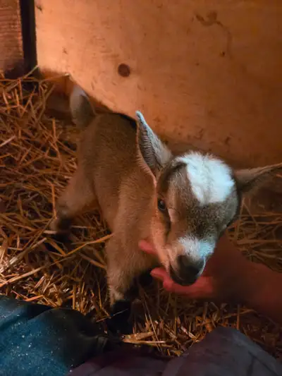 Pygmy Goats, View more