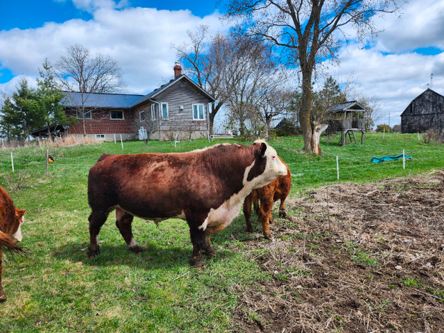 Nice Hereford bull for rent in Livestock in Ottawa - Image 2