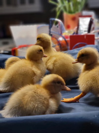 Saxony Ducklings Available 