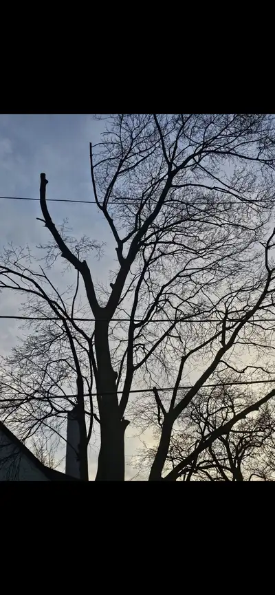 tree service , View more