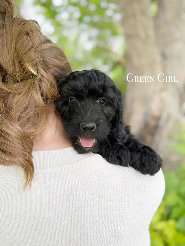 SOLD! Stunning Black Goldendoodle in Dogs & Puppies for Rehoming in Edmonton - Image 3