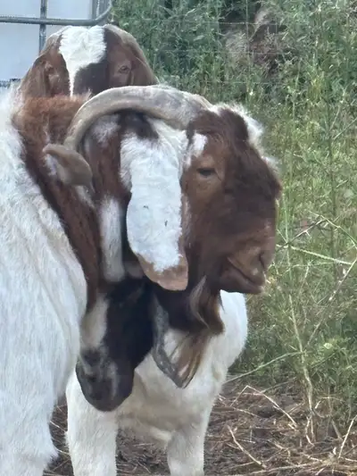 registered pure breed boer buck for sale, View more
