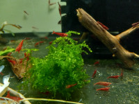 Shrimp (~2/3" in size) Aquarium Plants: Multicolor Culls