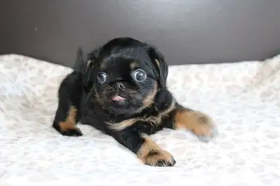 Brussel Griffon puppy/chiot griffon bruxellois, View more