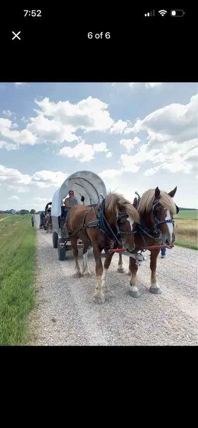 Certified Belgian Team (LOCATED IN NORTH SK), View more