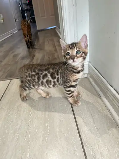 Je vend une magnifiques bengal qui est née le 27 avril une femelle elle est tres joeuse ils sont prê...