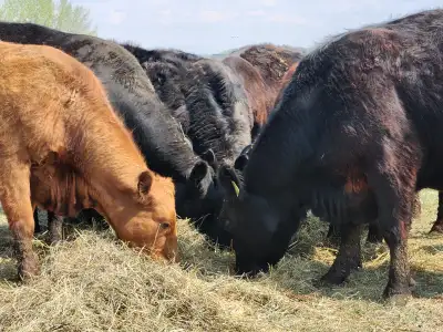 10 Good Young Red and Black Sim/Angus cows with March/April calves. 1st/2nd and third calvers. Cows...