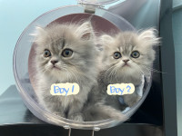 Beautiful Twin Persian Babies Looking for New Homes