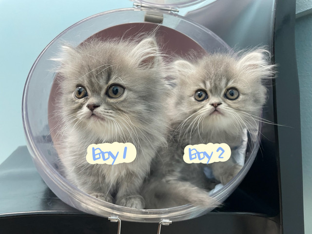 Two Babies Left: Beautiful Persian Kitties Looking for New Homes in Cats & Kittens for Rehoming in Vancouver - Image 2