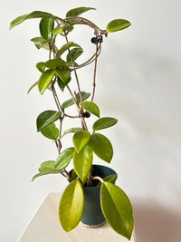 FS: Hoya Carnosa (indoor plant)