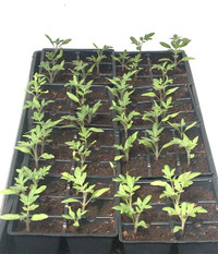 Tomato seedlings 4 for $6 (Etobicoke)