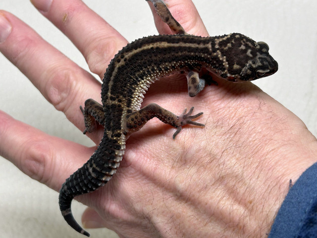Black night leopard geckos in Reptiles & Amphibians for Rehoming in City of Halifax - Image 3