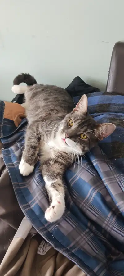 3 cats to rehome, View more