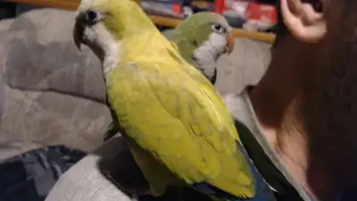 Only one available. Just beginning the hand feeding and raising, so the bird will be ready for its n...