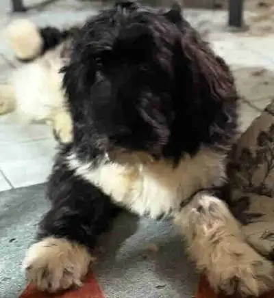 Newfiedoodles, View more