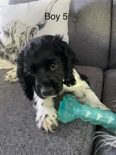 Cocker Spaniel puppies, View more