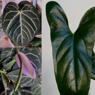 Anthurium s.c. (carlablackiae x dorayaki) x nigrolaminum "gigi" , View more