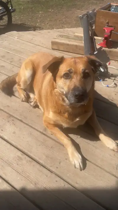 This is luca, she’s a 2 year old mix breed of a German shepherd and a pitbull. She is extremely frie...