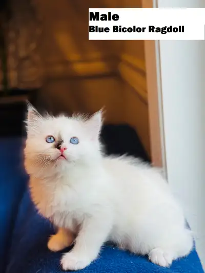 Purebred Ragdoll kittens are looking for homes, View more