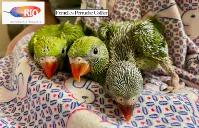 Perruche à Collier femelles- Ringneck females, View more