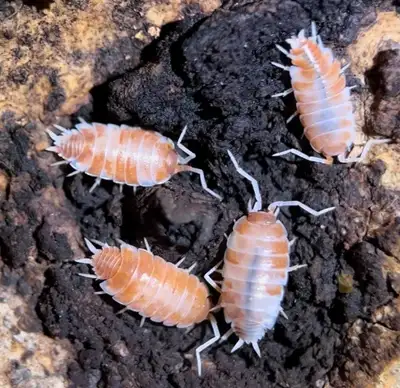 Creamsicle Isopods, View more