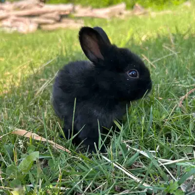New Zealand Bunnies, View more