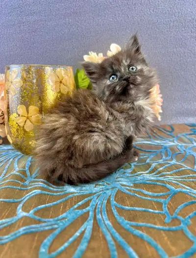 Maine Coon Kitten Seeks A Good Home, View more