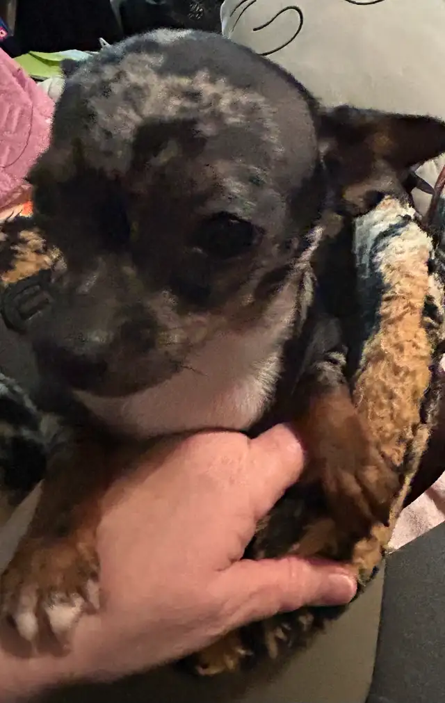 Chihuahua Merle (female) in Dogs & Puppies for Rehoming in Owen Sound - Image 10