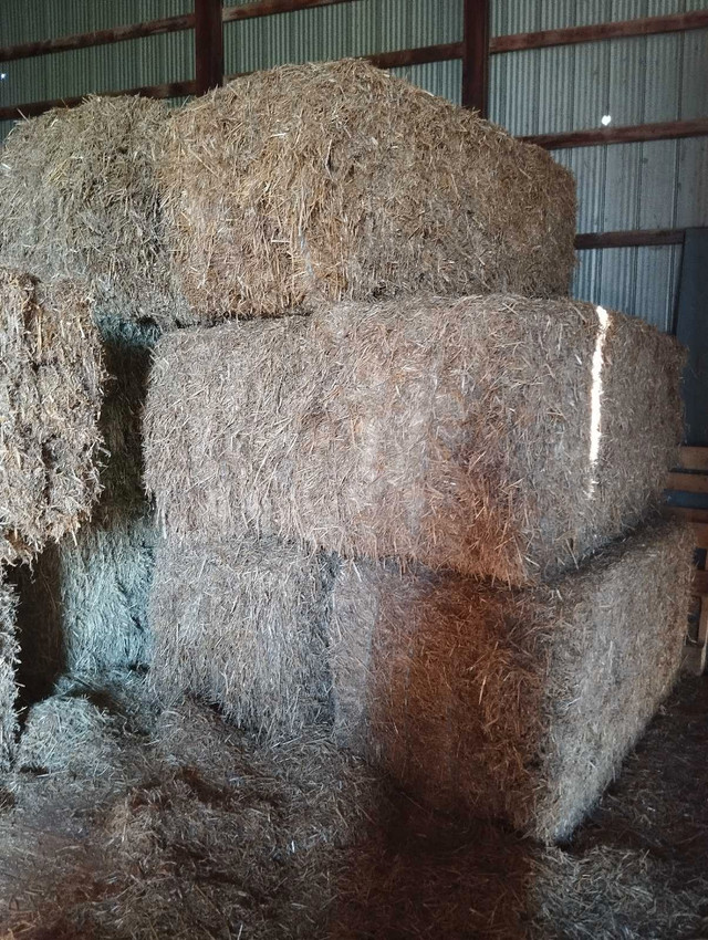 10 bales, Large squares straw in Livestock in Grand Bend