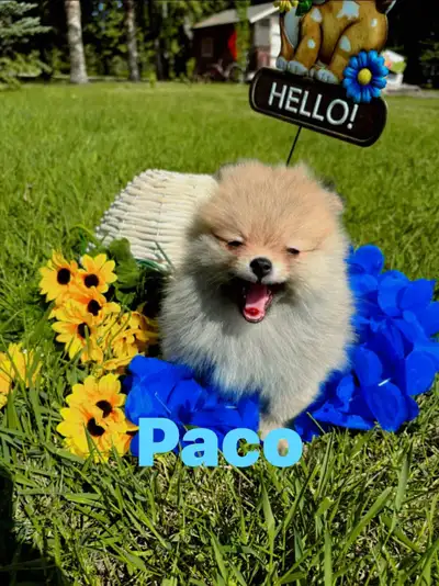 Ready to go home today These pups are full blooded Pomeranians and have amazing temperament Please j...