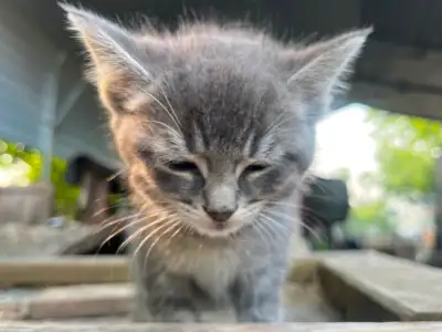 Cute Female Kitten Coming To Your Home, View more