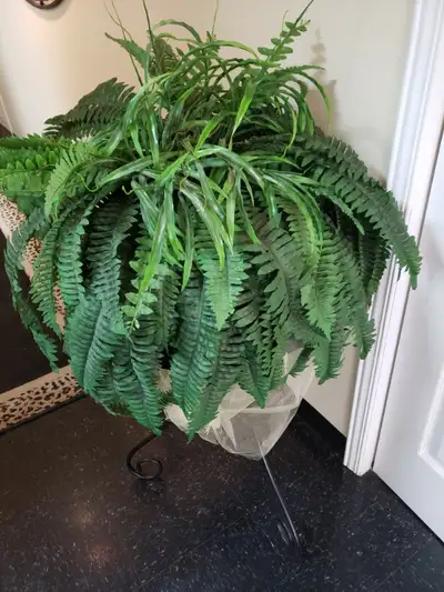 Très belle plante fougère artificielle. Vendu dans des vases en miroirs. $35 chacune. Quantité 2 Trè...