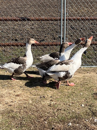 saddleback pomeranian geese 