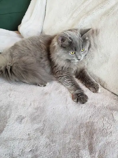 long haired kitten, View more
