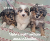 ❤️Adorable Aussiedoodle puppies  ❤️ Small /medium and minis