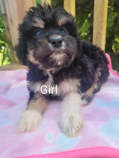 Maltipoo puppies, View more