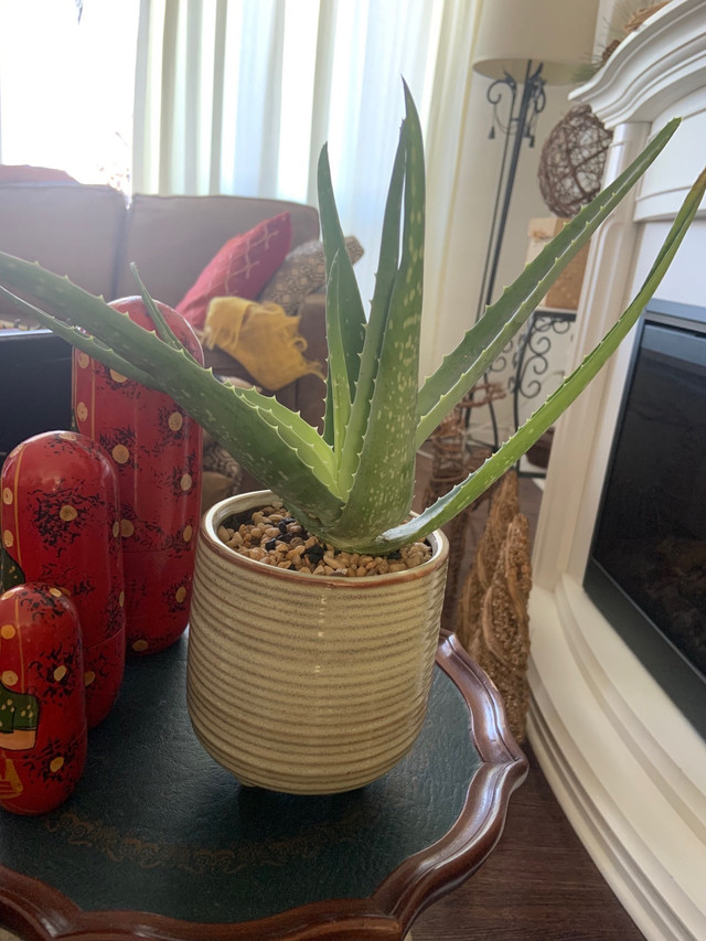 NEW “HARDY ALOE VERA PLANT WITH PLANTER ! “ BRAMPTON ! in Home Décor & Accents in Mississauga / Peel Region