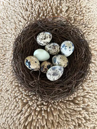 Cotournix quail hatching eggs , View more
