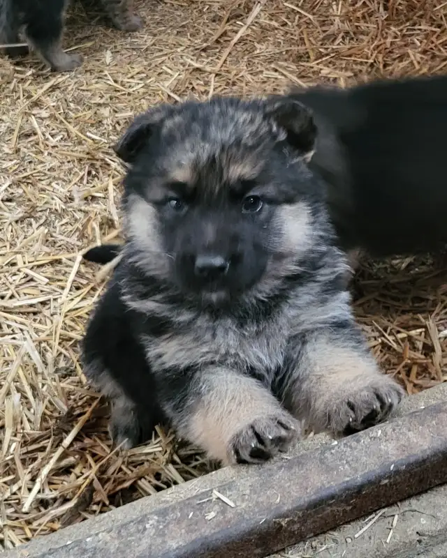 German Shephard puppies in Dogs & Puppies for Rehoming in Norfolk County - Image 6