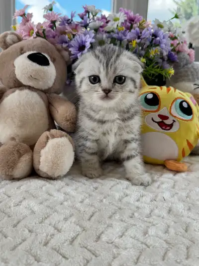Scottish Fold and Straight Kittens Available, View more