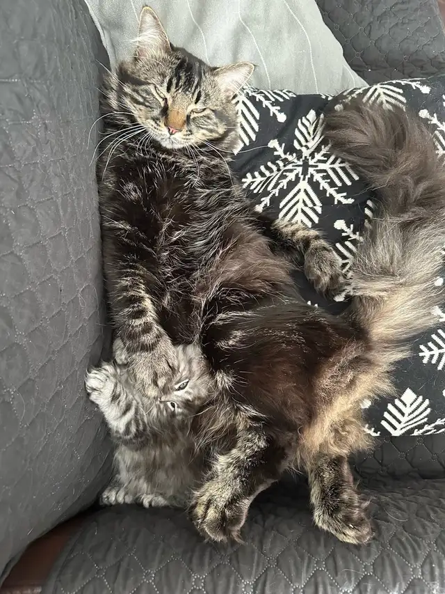 Polydactyl Maine Coon Kittens in Cats & Kittens for Rehoming in North Shore - Image 10