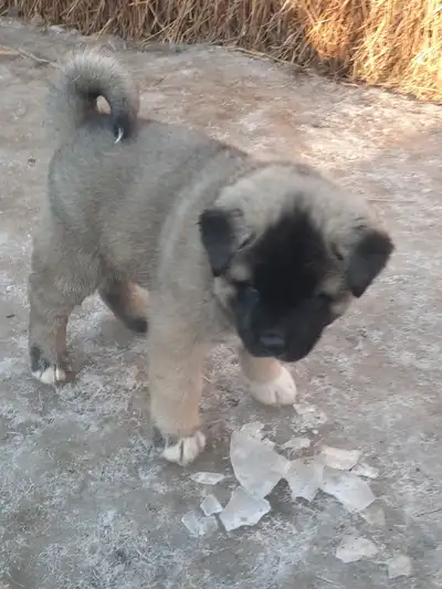 American Akita puppy. Male., View more